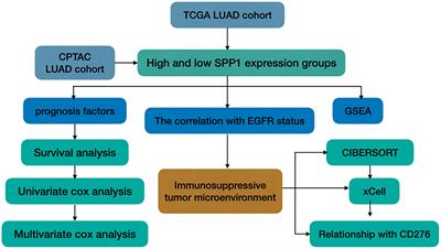 The Correlation Between SPP1 and Immune Escape of EGFR Mutant Lung Adenocarcinoma Was Explored by Bioinformatics Analysis